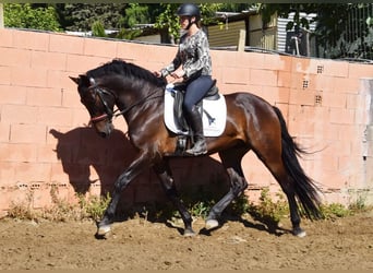 PRE, Wałach, 6 lat, 166 cm, Ciemnogniada