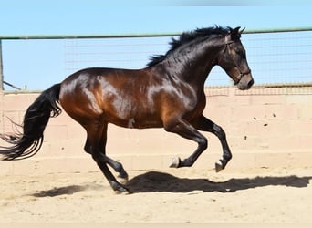 PRE Mix, Wałach, 6 lat, 166 cm, Ciemnogniada