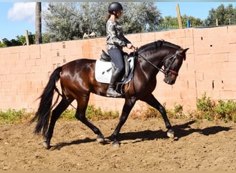 PRE, Wałach, 6 lat, 166 cm, Ciemnogniada