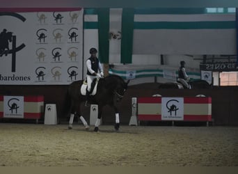 PRE, Wałach, 6 lat, 166 cm, Gniada