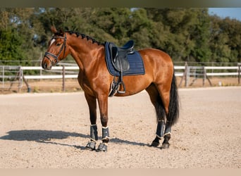PRE, Wałach, 6 lat, 166 cm, Gniada