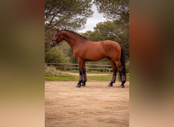 PRE, Wałach, 6 lat, 166 cm, Gniada