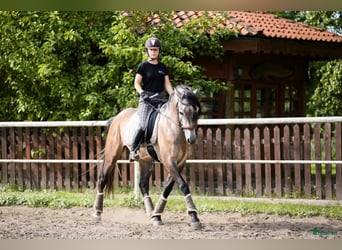 PRE, Wałach, 6 lat, 166 cm, Jelenia