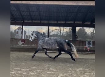 PRE Mix, Wałach, 6 lat, 166 cm, Siwa PRE Mix, Wałach, 6 lat, 166 cm, Siwa