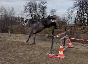 PRE Mix, Wałach, 6 lat, 166 cm, Siwa PRE Mix, Wałach, 6 lat, 166 cm, Siwa