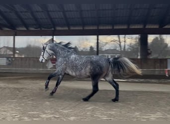 PRE Mix, Wałach, 6 lat, 166 cm, Siwa PRE Mix, Wałach, 6 lat, 166 cm, Siwa