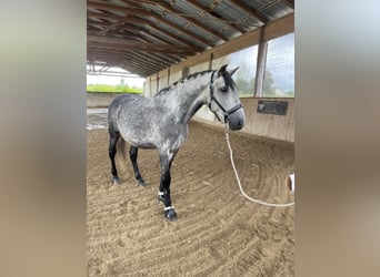PRE Mix, Wałach, 6 lat, 166 cm, Siwa PRE Mix, Wałach, 6 lat, 166 cm, Siwa