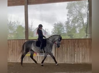 PRE Mix, Wałach, 6 lat, 166 cm, Siwa PRE Mix, Wałach, 6 lat, 166 cm, Siwa