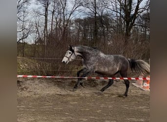 PRE Mix, Wałach, 6 lat, 166 cm, Siwa PRE Mix, Wałach, 6 lat, 166 cm, Siwa