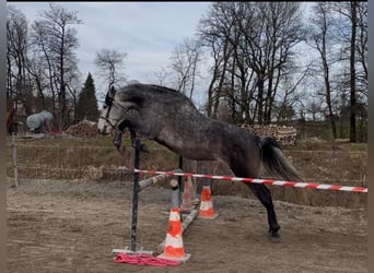 PRE Mix, Wałach, 6 lat, 166 cm, Siwa PRE Mix, Wałach, 6 lat, 166 cm, Siwa