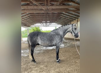 PRE Mix, Wałach, 6 lat, 166 cm, Siwa PRE Mix, Wałach, 6 lat, 166 cm, Siwa