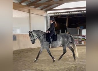 PRE Mix, Wałach, 6 lat, 166 cm, Siwa PRE Mix, Wałach, 6 lat, 166 cm, Siwa