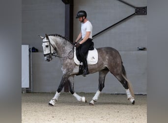 PRE, Wałach, 6 lat, 166 cm, Siwa