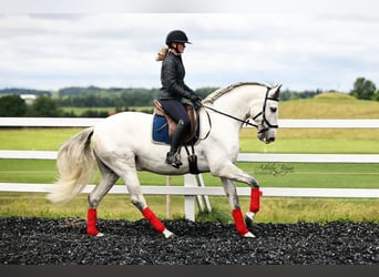 PRE Mix, Wałach, 6 lat, 166 cm, Siwa