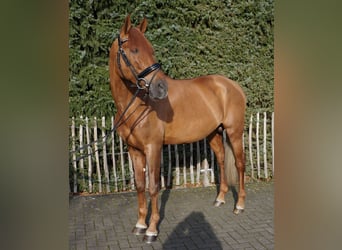 PRE Mix, Wałach, 6 lat, 167 cm, Gniada