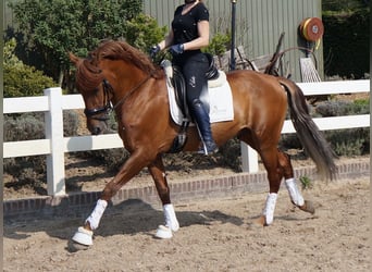 PRE Mix, Wałach, 6 lat, 167 cm, Gniada