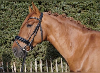 PRE Mix, Wałach, 6 lat, 167 cm, Gniada