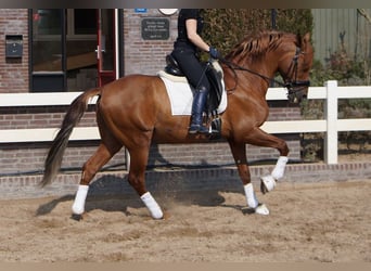 PRE Mix, Wałach, 6 lat, 167 cm, Gniada