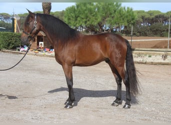 PRE Mix, Wałach, 6 lat, 167 cm, Gniada