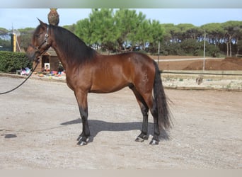 PRE Mix, Wałach, 6 lat, 167 cm, Gniada