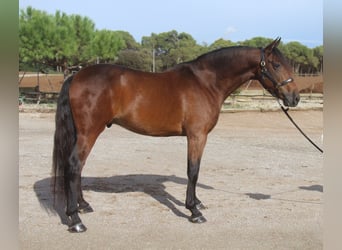 PRE Mix, Wałach, 6 lat, 167 cm, Gniada