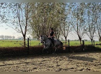 PRE Mix, Wałach, 6 lat, 167 cm, Siwa