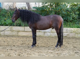 PRE, Wałach, 6 lat, 168 cm, Ciemnogniada