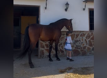 PRE Mix, Wałach, 6 lat, 168 cm, Gniada