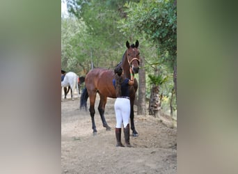 PRE Mix, Wałach, 6 lat, 168 cm, Gniada