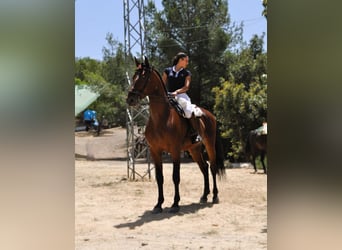 PRE Mix, Wałach, 6 lat, 168 cm, Gniada