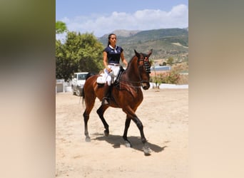 PRE Mix, Wałach, 6 lat, 168 cm, Gniada