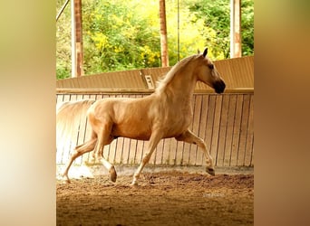 PRE Mix, Wałach, 6 lat, 168 cm, Izabelowata