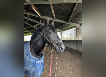 PRE Mix, Wałach, 6 lat, 168 cm, Kara