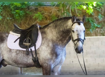 PRE, Wałach, 6 lat, 168 cm, Siwa