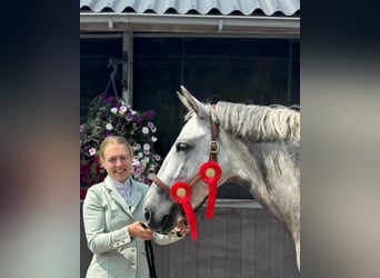 PRE, Wałach, 6 lat, 168 cm, Siwa