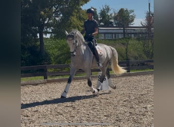 PRE, Wałach, 6 lat, 169 cm, Siwa jabłkowita