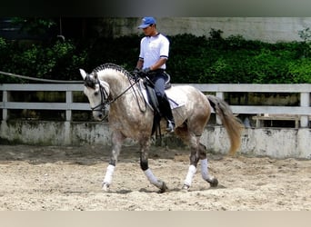 PRE, Wałach, 6 lat, 169 cm, Siwa