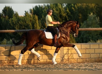 PRE, Wałach, 6 lat, 170 cm, Ciemnogniada