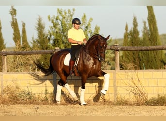 PRE, Wałach, 6 lat, 170 cm, Ciemnogniada