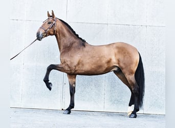 PRE Mix, Wałach, 6 lat, 170 cm, Jasnogniada