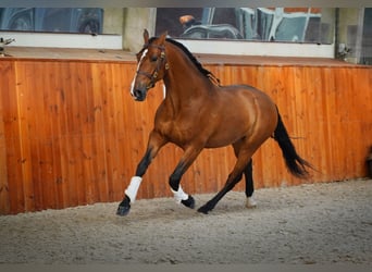 PRE Mix, Wałach, 6 lat, 170 cm, Jasnogniada