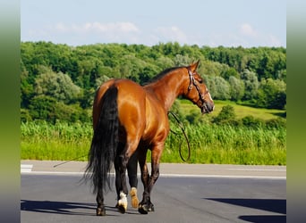 PRE Mix, Wałach, 6 lat, 170 cm, Jasnogniada