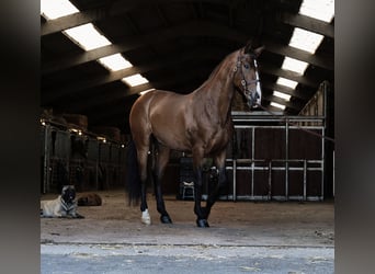 PRE Mix, Wałach, 6 lat, 170 cm, Jasnogniada