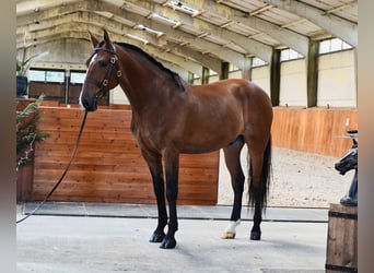 PRE Mix, Wałach, 6 lat, 170 cm, Jasnogniada