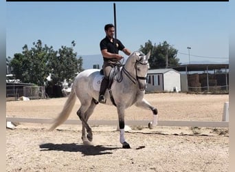 PRE Mix, Wałach, 6 lat, 170 cm, Siwa jabłkowita