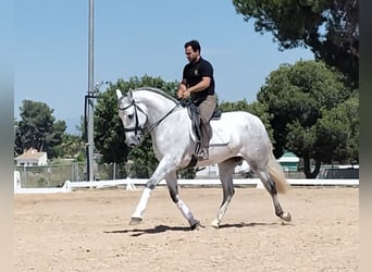 PRE Mix, Wałach, 6 lat, 170 cm, Siwa jabłkowita