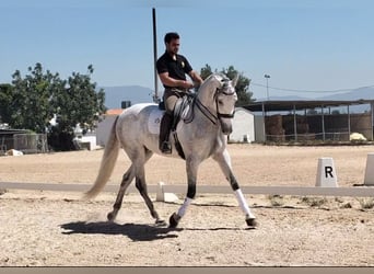 PRE Mix, Wałach, 6 lat, 170 cm, Siwa jabłkowita