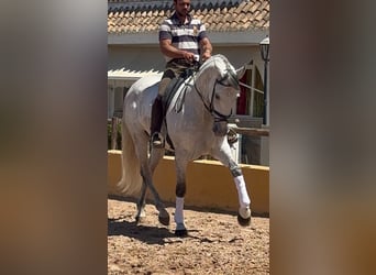 PRE Mix, Wałach, 6 lat, 170 cm, Siwa jabłkowita