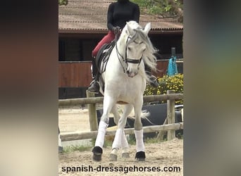 PRE Mix, Wałach, 6 lat, 170 cm, Siwa