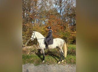 PRE Mix, Wałach, 6 lat, 171 cm, Siwa